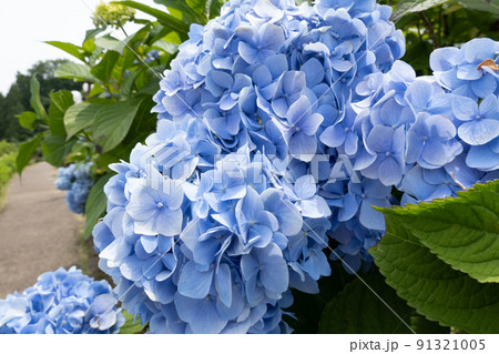 「アジサイ」 in 宮ヶ瀬湖畔園地 愛甲郡 神奈川県 91321005