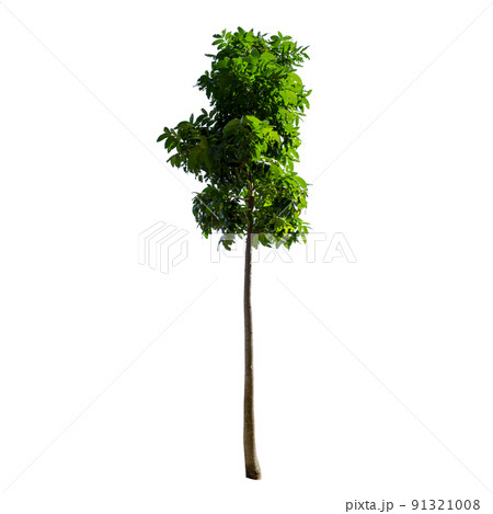 Trees isolated on the white background. Trees isolated on the white background. 91321008