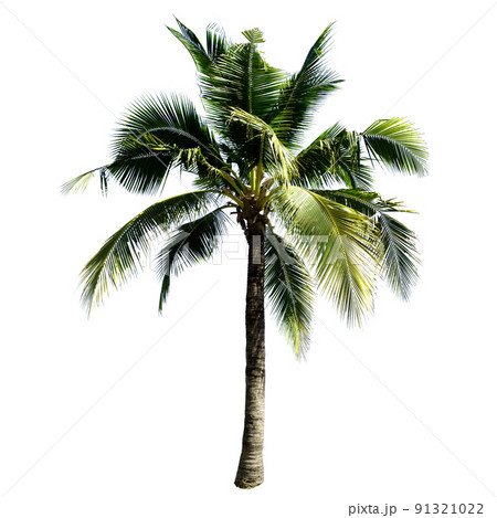 Coconut tree isolated on the white background. Coconut tree isolated on the white background. 91321022