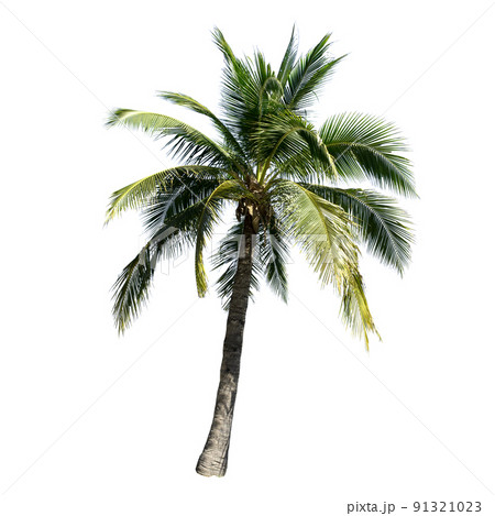 Coconut tree isolated on the white background. Coconut tree isolated on the white background. 91321023