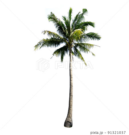 Coconut tree isolated on the white background. Coconut tree isolated on the white background. 91321037
