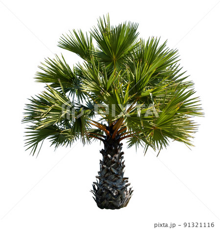 Small or young Sugar palm isolated on the white background. 91321116