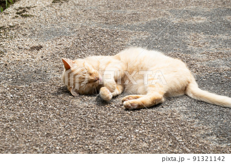 「野良猫の休息」 in 宮ヶ瀬湖畔園地 愛甲郡 神奈川県 「野良猫の休息」 in 宮ヶ瀬湖畔園地 愛甲郡 神奈川県 91321142