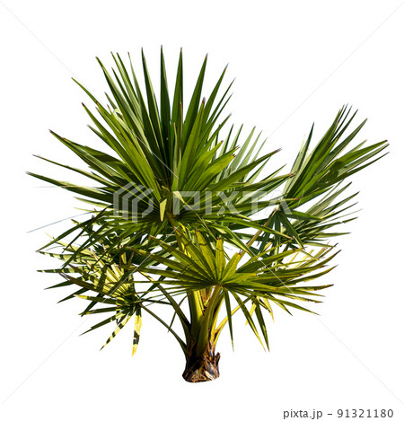 Small or young Sugar palm isolated on the white background. Small or young Sugar palm isolated on the white background. 91321180