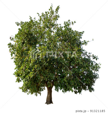 Trees isolated on the white background. Trees isolated on the white background. 91321185