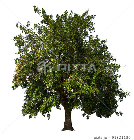 Trees isolated on the white background. 91321186