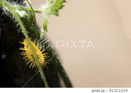 This thorny caterpillar is the birth of a beautiful yellow butterfly (Nettle Caterpillar) In nature. 91321224