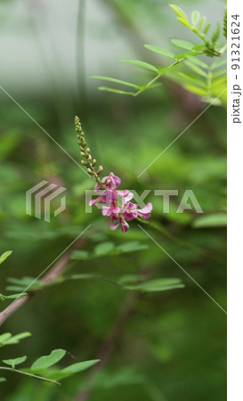 コマツナギ 花 コマツナギ 花 91321624
