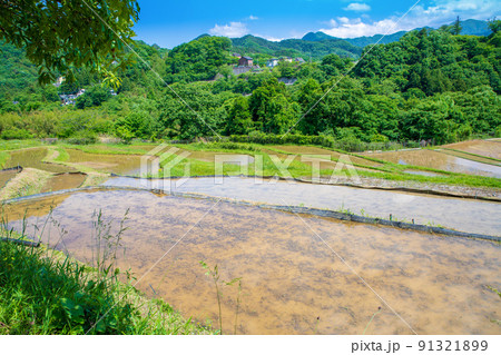 寺坂棚田　田植えの季節　新緑の風景　 91321899