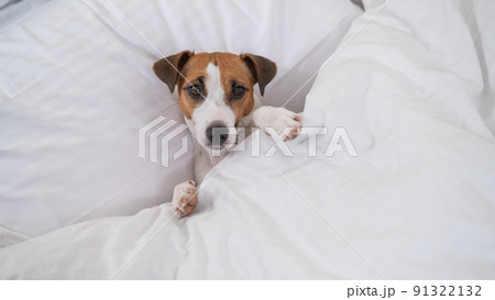 Jack Russell Terrier dog lies in bed under the covers. The pet sleeps in the bedroom. 91322132