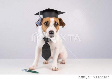 Jack Russell Terrier dog in a tie and academic cap sits on a white table. Jack Russell Terrier dog in a tie and academic cap sits on a white table. 91322387
