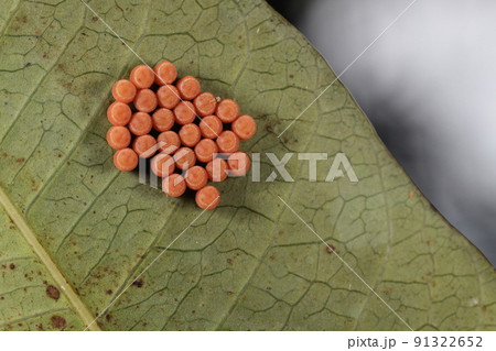 生き物 昆虫 ツヤアオカメムシ、卵です。数は二十八個、樽型でオレンジ色 生き物 昆虫 ツヤアオカメムシ、卵です。数は二十八個、樽型でオレンジ色 91322652