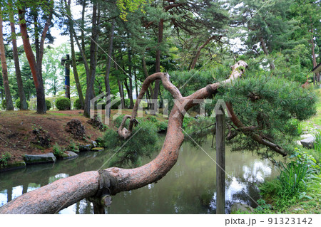 盛岡城跡公園、鶴ヶ池 盛岡城跡公園、鶴ヶ池 91323142