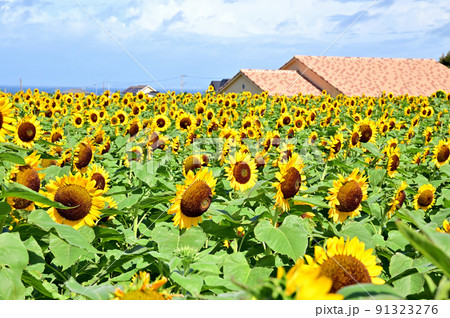横須賀長井海の手公園ソレイユの丘ひまわり畑 91323276
