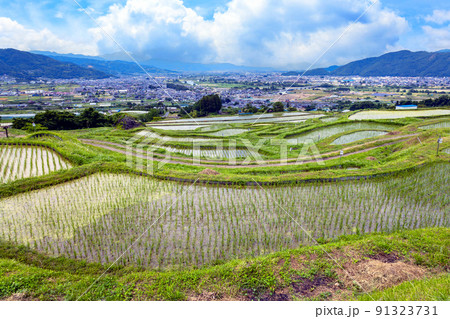 姨捨棚田と眺望1 姨捨棚田と眺望1 91323731