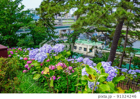 紫陽花と東急線 91324246