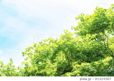 新緑と青空 新緑と青空 91324367