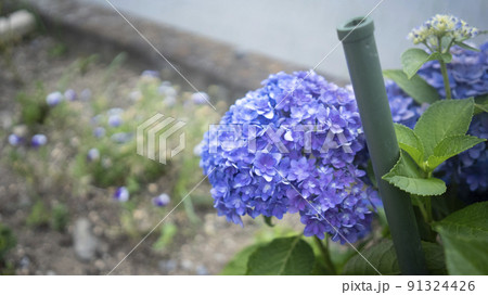 梅雨にだけ咲く花 91324426