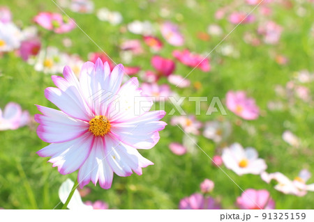 コスモス 91325159