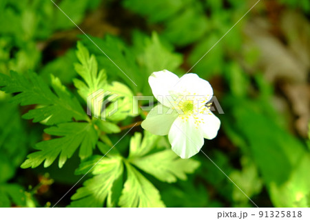 イチリンソウ咲く　【相模原市津久井　4月】 91325818