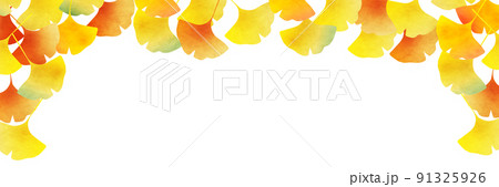紅葉 イチョウ 秋 背景 紅葉 イチョウ 秋 背景 91325926