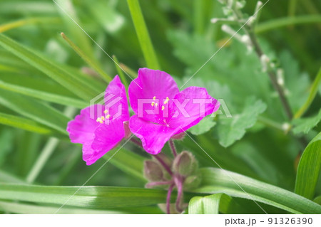 ムラサキツユクサの赤紫色花【緑背景】 ムラサキツユクサの赤紫色花【緑背景】 91326390