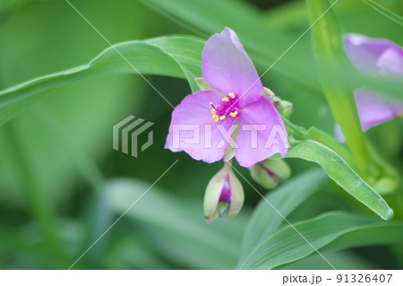 ムラサキツユクサの赤紫色花【緑背景】 ムラサキツユクサの赤紫色花【緑背景】 91326407