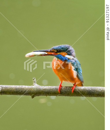 カワセミ 91327197