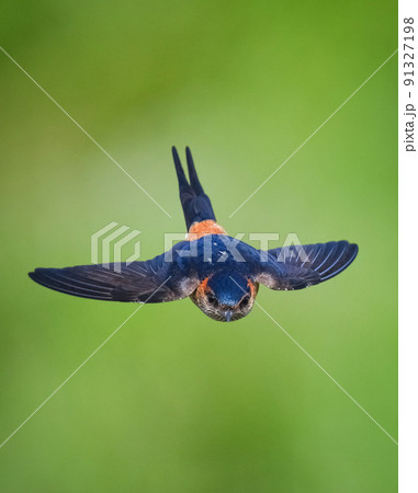 コシアカツバメ 91327198