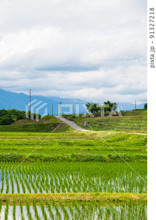 曇りがち梅雨の田園風景　北アルプス方面 91327218