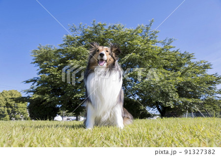 公園でお座りをする犬 シェルティーの写真素材 [91327382] - PIXTA
