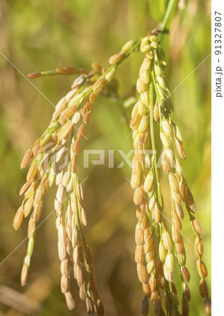 Paddy field and ear of rice near harvest Paddy field and ear of rice near harvest 91327807