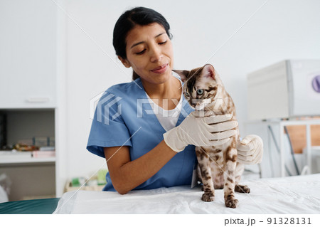 Young adult Hispanic woman enjoying working in modern vet clinic doing medical check-up for beautiful cat 91328131
