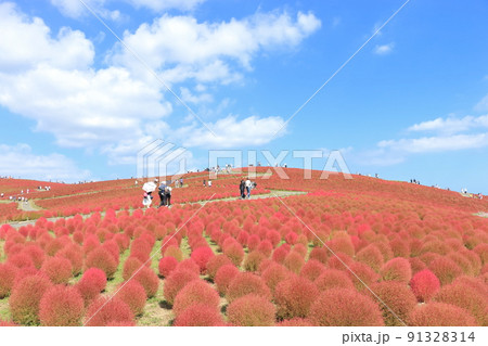 秋のコキア・ひたち海浜公園 91328314