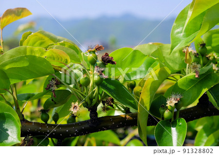 花から果実へ 梨の結実 花から果実へ 梨の結実 91328802