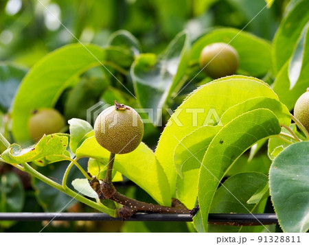 梨の幼果 91328811