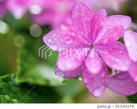 雨のあじさい 雨のあじさい 91330379