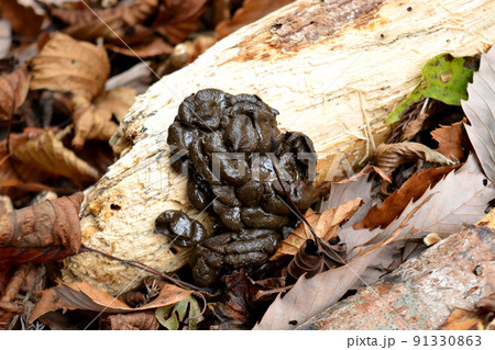 枯木の上に新しいイノシシの糞がドーン 枯木の上に新しいイノシシの糞がドーン 91330863