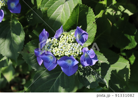 日本の初夏の公園に咲く青紫色のガクアジサイの花 日本の初夏の公園に咲く青紫色のガクアジサイの花 91331082