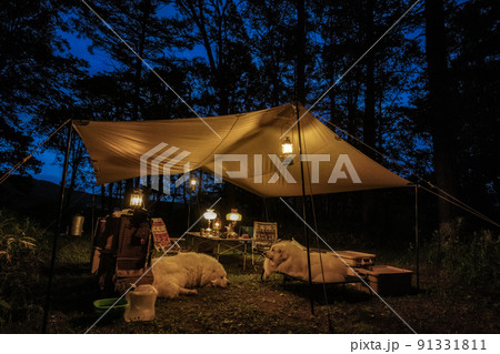 大型犬とのキャンプ ランタン 夜 大型犬とのキャンプ ランタン 夜 91331811