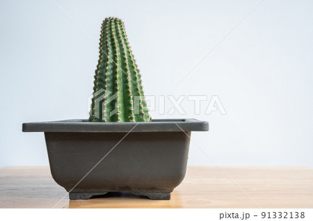 A pot of strange Echinopsis calochlora cactus stretching caused of lack of sunlight. Cactus need exposure to lots of sunlight to thrive and blossom. A pot of strange Echinopsis calochlora cactus stretching caused of lack of sunlight. Cactus need exposure to lots of sunlight to thrive and blossom. 91332138