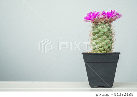 Mammillaria schumannii cactus with magenta flowers blooming on the head. Unique species of Mammillaria with cool blue skin and a glossy magenta flower. 91332139