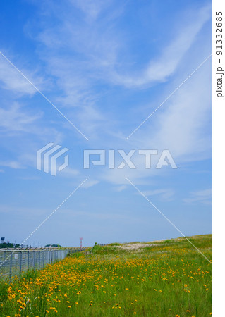 春の空 オオキンケイギク(香川県高松空港) 春の空 オオキンケイギク(香川県高松空港) 91332685