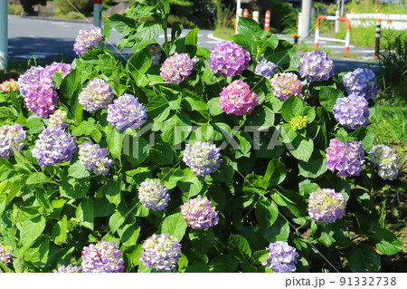 日本の初夏の公園に咲くピンクや紫色などのアジサイの花 日本の初夏の公園に咲くピンクや紫色などのアジサイの花 91332738