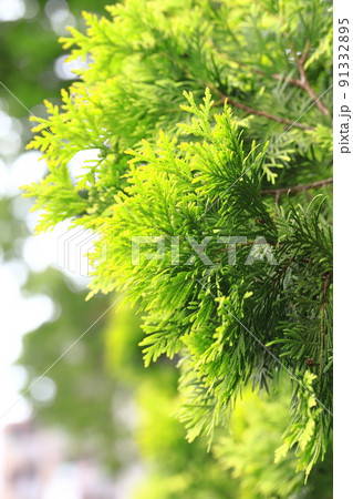 児の手柏（コノテガシワ）の若葉 91332895