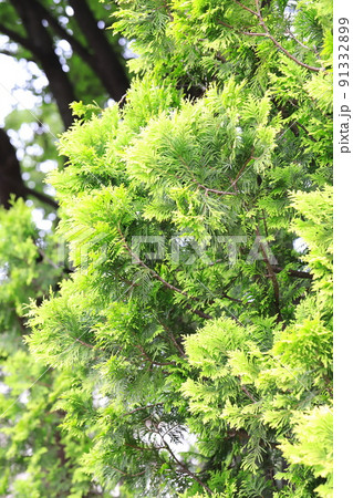 児の手柏(コノテガシワ)の若葉 児の手柏(コノテガシワ)の若葉 91332899