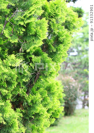 児の手柏（コノテガシワ）の若葉 91332901