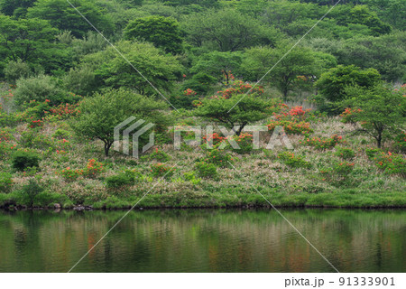 レンゲツツジ咲く覚満淵 91333901