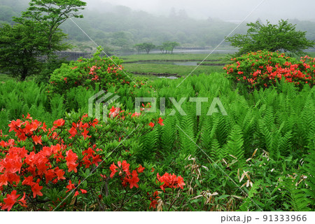 レンゲツツジ咲く覚満淵 91333966