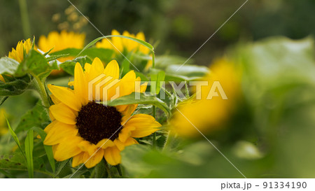 早めに咲いたひまわり畑のたくさんのひまわり 91334190